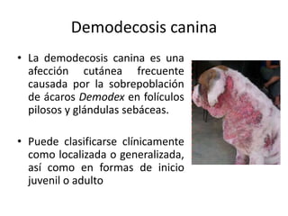Demodecosis canina
• La demodecosis canina es una
afección cutánea frecuente
causada por la sobrepoblación
de ácaros Demodex en folículos
pilosos y glándulas sebáceas.
• Puede clasificarse clínicamente
como localizada o generalizada,
así como en formas de inicio
juvenil o adulto
 