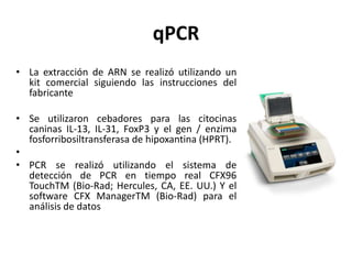 qPCR
• La extracción de ARN se realizó utilizando un
kit comercial siguiendo las instrucciones del
fabricante
• Se utilizaron cebadores para las citocinas
caninas IL-13, IL-31, FoxP3 y el gen / enzima
fosforribosiltransferasa de hipoxantina (HPRT).
•
• PCR se realizó utilizando el sistema de
detección de PCR en tiempo real CFX96
TouchTM (Bio-Rad; Hercules, CA, EE. UU.) Y el
software CFX ManagerTM (Bio-Rad) para el
análisis de datos
 