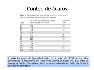 Conteo de ácaros
A todos los perros de tipo pitbull terrier en el grupo de JOGD se les había
administrado un tratamiento con antibióticos durante al menos tres días antes de
ingresar al estudio. Sin embargo, todos los perros todavía tenían evidencia citológica
de pioderma secundario.
 