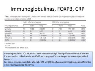 Immunoglobulinas, FOXP3, CRP
Inmunoglobulinas, FOXP3, CRP El valor mediano de IgA fue significativamente mayor en
los perros tipo pitbull terrier de JOGD en comparación con los perros sanos tipo pitbull
terrier .
Las concentraciones de IgG, IgM, IgE, CRP y FOXP3 no fueron significativamente diferentes
entre los dos grupos de perros.
 