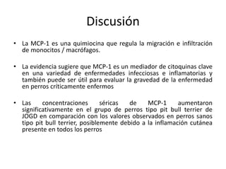 Discusión
• La MCP-1 es una quimiocina que regula la migración e infiltración
de monocitos / macrófagos.
• La evidencia sugiere que MCP-1 es un mediador de citoquinas clave
en una variedad de enfermedades infecciosas e inflamatorias y
también puede ser útil para evaluar la gravedad de la enfermedad
en perros críticamente enfermos
• Las concentraciones séricas de MCP-1 aumentaron
significativamente en el grupo de perros tipo pit bull terrier de
JOGD en comparación con los valores observados en perros sanos
tipo pit bull terrier, posiblemente debido a la inflamación cutánea
presente en todos los perros
 
