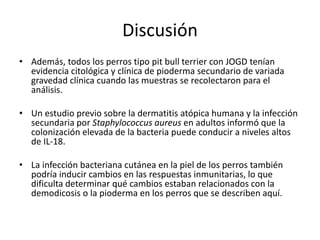 Discusión
• Además, todos los perros tipo pit bull terrier con JOGD tenían
evidencia citológica y clínica de pioderma secundario de variada
gravedad clínica cuando las muestras se recolectaron para el
análisis.
• Un estudio previo sobre la dermatitis atópica humana y la infección
secundaria por Staphylococcus aureus en adultos informó que la
colonización elevada de la bacteria puede conducir a niveles altos
de IL-18.
• La infección bacteriana cutánea en la piel de los perros también
podría inducir cambios en las respuestas inmunitarias, lo que
dificulta determinar qué cambios estaban relacionados con la
demodicosis o la pioderma en los perros que se describen aquí.
 