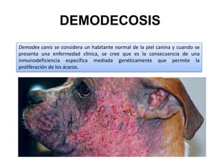 DEMODECOSIS
Demodex canis se considera un habitante normal de la piel canina y cuando se
presenta una enfermedad clínica, se cree que es la consecuencia de una
inmunodeficiencia específica mediada genéticamente que permite la
proliferación de los ácaros.
 