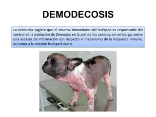 DEMODECOSIS
La evidencia sugiere que el sistema inmunitario del huésped es responsable del
control de la población de Demodex en la piel de los caninos; sin embargo, existe
una escasez de información con respecto al mecanismo de la respuesta inmune,
así como a la relación huésped-ácaro.
 