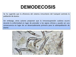 DEMODECOSIS
Se ha sugerido que la eficiencia del sistema inmunitario del huésped controla la
población de ácaros.
Sin embargo, otros autores proponen que la inmunosupresión cutánea ocurre
durante la enfermedad en lugar de preceder a los signos clínicos y puede ser una
consecuencia en lugar de un desencadenante primario para la sobrepoblación de
ácaros
 