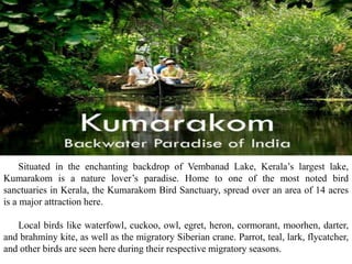Situated in the enchanting backdrop of Vembanad Lake, Kerala’s largest lake,
Kumarakom is a nature lover’s paradise. Home to one of the most noted bird
sanctuaries in Kerala, the Kumarakom Bird Sanctuary, spread over an area of 14 acres
is a major attraction here.
Local birds like waterfowl, cuckoo, owl, egret, heron, cormorant, moorhen, darter,
and brahminy kite, as well as the migratory Siberian crane. Parrot, teal, lark, flycatcher,
and other birds are seen here during their respective migratory seasons.
 