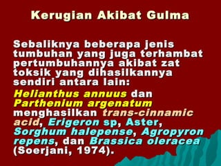 Sebaliknya beberapa jenisSebaliknya beberapa jenis
tumbuhan yang juga terhambattumbuhan yang juga terhambat
pertumbuhannya akibat zatpertumbuhannya akibat zat
toksik yang dihasilkannyatoksik yang dihasilkannya
sendiri antara lain:sendiri antara lain:
Helianthus annuusHelianthus annuus dandan
Parthenium argenatumParthenium argenatum
menghasilkanmenghasilkan trans-cinnamictrans-cinnamic
acidacid,, ErigeronErigeron spsp,, AsterAster,,
Sorghum halepenseSorghum halepense ,, AgropyronAgropyron
repensrepens, dan, dan Brassica oleraceaBrassica oleracea
(Soerjani, 1974).(Soerjani, 1974).
Kerugian Akibat GulmaKerugian Akibat Gulma
 