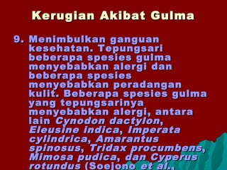 9.9. Menimbulkan ganguanMenimbulkan ganguan
kesehatan. Tepungsarikesehatan. Tepungsari
beberapa spesies gulmabeberapa spesies gulma
menyebabkan alergi danmenyebabkan alergi dan
beberapa spesiesbeberapa spesies
menyebabkan peradanganmenyebabkan peradangan
kulit. Beberapa spesies gulmakulit. Beberapa spesies gulma
yang tepungsarinyayang tepungsarinya
menyebabkan alergi, antaramenyebabkan alergi, antara
lainlain Cynodon dactylonCynodon dactylon ,,
Eleusine indicaEleusine indica ,, ImperataImperata
cylindricacylindrica,, AmarantusAmarantus
spinosusspinosus,, Tridax procumbensTridax procumbens ,,
Mimosa pudicaMimosa pudica ,, dan Cyperusdan Cyperus
rotundusrotundus (Soejono(Soejono et alet al.,.,
Kerugian Akibat GulmaKerugian Akibat Gulma
 