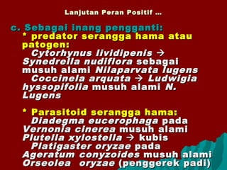 Lanjutan Peran Positif …Lanjutan Peran Positif …
c. Sebagai inang pengganti:c. Sebagai inang pengganti:
* predator serangga hama atau* predator serangga hama atau
patogen:patogen:
Cytorhynus lividipenisCytorhynus lividipenis 
Synedrella nudifloraSynedrella nudiflora sebagaisebagai
musuh alamimusuh alami Nilaparvata lugensNilaparvata lugens
Coccinela arquataCoccinela arquata  LudwigiaLudwigia
hyssopifoliahyssopifolia musuh alamimusuh alami N.N.
LugensLugens
* Parasitoid serangga hama:* Parasitoid serangga hama:
Diadegma eucerophagaDiadegma eucerophaga padapada
Vernonia cinereaVernonia cinerea musuh alamimusuh alami
Plutella xylostellaPlutella xylostella  kubiskubis
Platigaster oryzaePlatigaster oryzae padapada
AgeratumAgeratum conyzoidesconyzoides musuh alamimusuh alami
OrseoleaOrseolea oryzaeoryzae (penggerek padi)(penggerek padi)
 