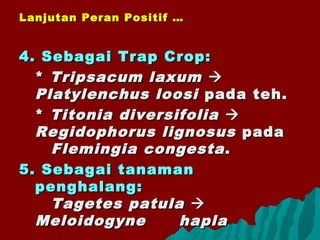 4. Sebagai Trap Crop:4. Sebagai Trap Crop:
** Tripsacum laxumTripsacum laxum 
Platylenchus loosiPlatylenchus loosi pada teh.pada teh.
** Titonia diversifoliaTitonia diversifolia 
Regidophorus lignosusRegidophorus lignosus padapada
Flemingia congestaFlemingia congesta ..
5. Sebagai tanaman5. Sebagai tanaman
penghalang:penghalang:
Tagetes patulaTagetes patula 
MeloidogyneMeloidogyne haplahapla
Lanjutan Peran Positif …Lanjutan Peran Positif …
 
