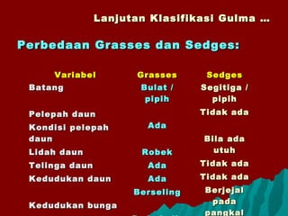 Lanjutan Klasifikasi Gulma …Lanjutan Klasifikasi Gulma …
Perbedaan Grasses dan Sedges:Perbedaan Grasses dan Sedges:
VariabelVariabel GrassesGrasses SedgesSedges
BatangBatang
Pelepah daunPelepah daun
Kondisi pelepahKondisi pelepah
daundaun
Lidah daunLidah daun
Telinga daunTelinga daun
Kedudukan daunKedudukan daun
Kedudukan bungaKedudukan bunga
Bulat /Bulat /
pipihpipih
AdaAda
RobekRobek
AdaAda
AdaAda
BerselingBerseling
Segitiga /Segitiga /
pipihpipih
Tidak adaTidak ada
Bila adaBila ada
utuhutuh
Tidak adaTidak ada
Tidak adaTidak ada
BerjejalBerjejal
padapada
pangkalpangkal
 