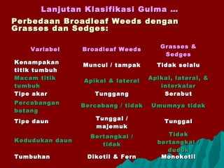 Lanjutan Klasifikasi Gulma …Lanjutan Klasifikasi Gulma …
Perbedaan Broadleaf Weeds denganPerbedaan Broadleaf Weeds dengan
Grasses dan Sedges:Grasses dan Sedges:
VariabelVariabel Broadleaf WeedsBroadleaf Weeds Grasses &Grasses &
SedgesSedges
KenampakanKenampakan
titik tumbuhtitik tumbuh
Muncul / tampakMuncul / tampak Tidak selaluTidak selalu
Macam titikMacam titik
tumbuhtumbuh
Apikal & lateralApikal & lateral Apikal, lateral, &Apikal, lateral, &
interkalarinterkalar
Tipe akarTipe akar TunggangTunggang SerabutSerabut
PercabanganPercabangan
batangbatang
Bercabang / tidakBercabang / tidak Umumnya tidakUmumnya tidak
Tipe daunTipe daun Tunggal /Tunggal /
majemukmajemuk
TunggalTunggal
Kedudukan daunKedudukan daun
Bertangkai /Bertangkai /
tidaktidak
TidakTidak
bertangkai /bertangkai /
dudukduduk
TumbuhanTumbuhan Dikotil & FernDikotil & Fern MonokotilMonokotil
 