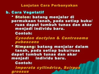 Lanjutan Cara PerbanyakanLanjutan Cara Perbanyakan
b. Cara Vegetatifb. Cara Vegetatif
** Stolon:Stolon: batang menjalar dibatang menjalar di
permukaan tanah, pada setiap buku/permukaan tanah, pada setiap buku/
ruas dapat tumbuh tunas dan akarruas dapat tumbuh tunas dan akar
menjadi individu baru.menjadi individu baru.
Contoh:Contoh:
Cynodon dactylonCynodon dactylon && CentrosemaCentrosema
pubescenspubescens
** Rimpang:Rimpang: batang menjalar dalambatang menjalar dalam
tanah, pada setiap buku/ruastanah, pada setiap buku/ruas
dapatdapat tumbuh tunas dan akartumbuh tunas dan akar
menjadimenjadi individu baru.individu baru.
Contoh:Contoh:
Imperata cyllindricaImperata cyllindrica ,, ScirpusScirpus
grossusgrossus
 
