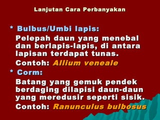 Lanjutan Cara PerbanyakanLanjutan Cara Perbanyakan
* Bulbus/Umbi lapis:* Bulbus/Umbi lapis:
Pelepah daun yang menebalPelepah daun yang menebal
dan berlapis-lapis, di antaradan berlapis-lapis, di antara
lapisan terdapat tunas.lapisan terdapat tunas.
Contoh:Contoh: Allium venealeAllium veneale
* Corm:* Corm:
Batang yang gemuk pendekBatang yang gemuk pendek
berdaging dilapisi daun-daunberdaging dilapisi daun-daun
yang meredusir seperti sisik.yang meredusir seperti sisik.
Contoh:Contoh: Ranunculus bulbosusRanunculus bulbosus
 