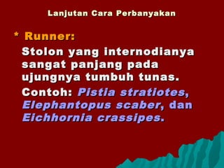Lanjutan Cara PerbanyakanLanjutan Cara Perbanyakan
* Runner:* Runner:
Stolon yang internodianyaStolon yang internodianya
sangat panjang padasangat panjang pada
ujungnya tumbuh tunas.ujungnya tumbuh tunas.
Contoh:Contoh: Pistia stratiotesPistia stratiotes ,,
Elephantopus scaberElephantopus scaber , dan, dan
Eichhornia crassipesEichhornia crassipes ..
 