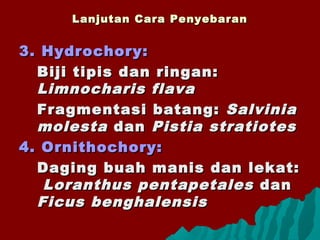 Lanjutan Cara PenyebaranLanjutan Cara Penyebaran
3. Hydrochory:3. Hydrochory:
Biji tipis dan ringan:Biji tipis dan ringan:
Limnocharis flavaLimnocharis flava
Fragmentasi batang:Fragmentasi batang: SalviniaSalvinia
molestamolesta dandan Pistia stratiotesPistia stratiotes
4. Ornithochory:4. Ornithochory:
Daging buah manis dan lekat:Daging buah manis dan lekat:
Loranthus pentapetalesLoranthus pentapetales dandan
Ficus benghalensisFicus benghalensis
 