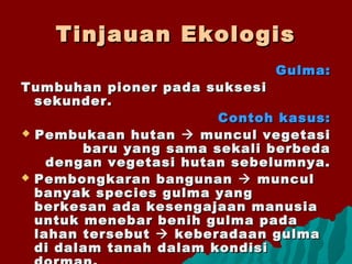Tinjauan EkologisTinjauan Ekologis
Gulma:Gulma:
Tumbuhan pioner pada suksesiTumbuhan pioner pada suksesi
sekunder.sekunder.
Contoh kasus:Contoh kasus:
 Pembukaan hutanPembukaan hutan  muncul vegetasimuncul vegetasi
baru yang sama sekali berbedabaru yang sama sekali berbeda
dengan vegetasi hutan sebelumnya.dengan vegetasi hutan sebelumnya.
 Pembongkaran bangunanPembongkaran bangunan  munculmuncul
banyak species gulma yangbanyak species gulma yang
berkesan ada kesengajaan manusiaberkesan ada kesengajaan manusia
untuk menebar benih gulma padauntuk menebar benih gulma pada
lahan tersebutlahan tersebut  keberadaan gulmakeberadaan gulma
di dalam tanah dalam kondisidi dalam tanah dalam kondisi
 