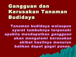 Gangguan danGangguan dan
Kerusakan TanamanKerusakan Tanaman
BudidayaBudidaya
Tanaman budidaya walaupunTanaman budidaya walaupun
syarat tumbuhnya terpenuhisyarat tumbuhnya terpenuhi
apabila mendapatkanapabila mendapatkan gangguangangguan
akan mengalamiakan mengalami kerusakankerusakan
akibat hasilnya menurunakibat hasilnya menurun
bahkan dapat gagal panen.bahkan dapat gagal panen.
 