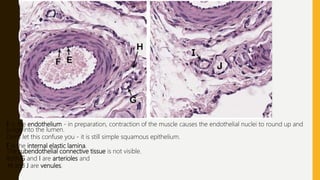 ARTERIES, VENULES, CAPILLARIES Biology Diagrams