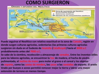 COMO SURGIERON 
Puede seguirse el Neolítico con relativa exactitud en la zona de Canaán, región en 
donde surgen culturas agrícolas, sedentarias (las primeras culturas agrícolas 
surgieron sin duda en el Sudeste de Anatolia (Catalhoyuk) hacia el 8000 a.C 
probablemente antes del 7000 a.C. 
Se sabe de la siembra, recolección y almacenaje de cereales. Entre los inventos útiles 
para las labores agrícolas, se encuentran la hoz de madera, el hacha de piedra 
pulimentada, el molino de mano para moler el grano o el cereal y los objetos 
de esparto, como las cestas de mimbre, los sacos o las sandalias de esparto. El arado 
tirado por bueyes o asnos permitió remover mejor la tierra y labrar una mayor 
extensión de terreno en menos tiempo. 
 