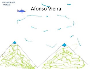 Afonso Vieira
 