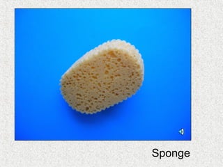 Sponge
 