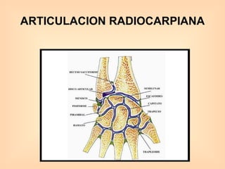 ARTICULACION RADIOCARPIANA 