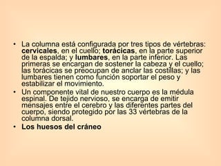 La columna está configurada por tres tipos de vértebras:  cervicales , en el cuello;  torácicas , en la parte superior de la espalda; y  lumbares , en la parte inferior. Las primeras se encargan de sostener la cabeza y el cuello; las torácicas se preocupan de anclar las costillas; y las lumbares tienen como función soportar el peso y estabilizar el movimiento.  Un componente vital de nuestro cuerpo es la médula espinal. De tejido nervioso, se encarga de emitir mensajes entre el cerebro y las diferentes partes del cuerpo, siendo protegido por las 33 vértebras de la columna dorsal.  Los huesos del cráneo  