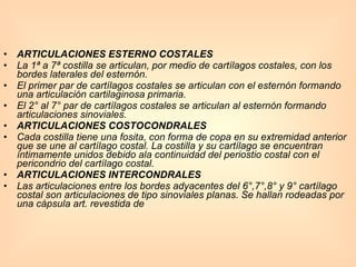ARTICULACIONES ESTERNO COSTALES La 1ª a 7ª costilla se articulan, por medio de cartílagos costales, con los bordes laterales del esternón. El primer par de cartílagos costales se articulan con el esternón formando una articulación cartilaginosa primaria. El 2° al 7° par de cartílagos costales se articulan al esternón formando articulaciones sinoviales. ARTICULACIONES COSTOCONDRALES Cada costilla tiene una fosita, con forma de copa en su extremidad anterior que se une al cartílago costal. La costilla y su cartílago se encuentran íntimamente unidos debido ala continuidad del periostio costal con el pericondrio del cartílago costal. ARTICULACIONES INTERCONDRALES Las articulaciones entre los bordes adyacentes del 6°,7°,8° y 9° cartílago costal son articulaciones de tipo sinoviales planas. Se hallan rodeadas por una cápsula art. revestida de 