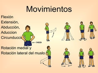 Movimientos Flexión Extensión,  Abducción, Aduccion Circunducción  Rotación medial y Rotación lateral del muslo 