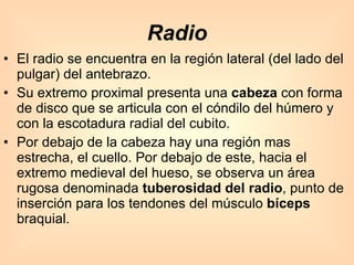 Radio El radio se encuentra en la región lateral (del lado del pulgar) del antebrazo.  Su extremo proximal presenta una  cabeza  con forma de disco que se articula con el cóndilo del húmero y con la escotadura radial del cubito.  Por debajo de la cabeza hay una región mas estrecha, el cuello. Por debajo de este, hacia el extremo medieval del hueso, se observa un área rugosa denominada  tuberosidad del radio , punto de inserción para los tendones del músculo  bíceps  braquial. 