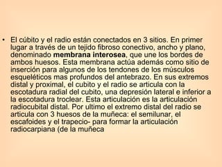 El cúbito y el radio están conectados en 3 sitios. En primer lugar a través de un tejido fibroso conectivo, ancho y plano, denominado  membrana interosea , que une los bordes de ambos huesos. Esta membrana actúa además como sitio de inserción para algunos de los tendones de los músculos esqueléticos mas profundos del antebrazo. En sus extremos distal y proximal, el cubito y el radio se articula con la escotadura radial del cubito, una depresión lateral e inferior a la escotadura troclear. Esta articulación es la articulación radiocubital distal. Por ultimo el extremo distal del radio se articula con 3 huesos de la muñeca: el semilunar, el escafoides y el trapecio- para formar la articulación radiocarpiana (de la muñeca   