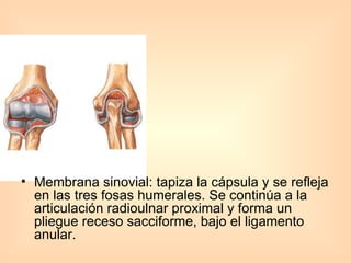 Membrana sinovial: tapiza la cápsula y se refleja en las tres fosas humerales. Se continúa a la articulación radioulnar proximal y forma un pliegue receso sacciforme, bajo el ligamento anular.  