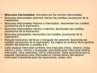 Músculos intercostales : inervados por los nervios intercostales. Músculos intercostales externos: elevan las costillas (accesorios de la inspiración). Músculos intercostales internos o intermedios: descienden las costillas (accesorios de la espiración). Músculos intercostales íntimos o internos: descienden las costillas (accesorios de la espiración). Músculos subcostales: descienden las costillas (accesorios de la inspiración). Músculo transverso del tórax o triangular del esternón: desciende las costillas (accesorios de la espiración). Se origina en el dorso de la apófisis xifoides del esternón a costillas 2-6. Cada espacio intercostal contiene: tres músculos (músc. externo, músc. interno y músc. íntimo) y el paquete vasculonervioso intercostal (arteria intercostal, vena intercostal, nervio intercostal). Debe apreciarse que el paquete vasculonervioso intercostal es craneal dentro del espacio intercostal (importante para las inyecciones, cortes, etc). 