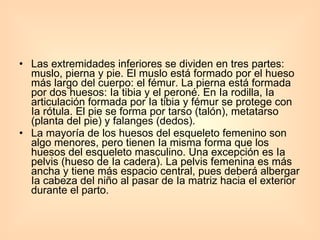 Las extremidades inferiores se dividen en tres partes: muslo, pierna y pie. El muslo está formado por el hueso más largo del cuerpo: el fémur. La pierna está formada por dos huesos: Ia tibia y el peroné. En Ia rodilla, Ia articulación formada por Ia tibia y fémur se protege con Ia rótula. El pie se forma por tarso (talón), metatarso (planta del pie) y falanges (dedos). La mayoría de los huesos del esqueleto femenino son algo menores, pero tienen Ia misma forma que los huesos del esqueleto masculino. Una excepción es Ia pelvis (hueso de Ia cadera). La pelvis femenina es más ancha y tiene más espacio central, pues deberá albergar Ia cabeza del niño al pasar de Ia matriz hacia el exterior durante el parto.  
