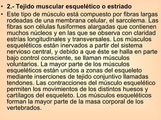 2.- Tejido muscular esquelético o estriado  Este tipo de músculo está compuesto por fibras largas rodeadas de una membrana celular, el sarcolema. Las fibras son células fusiformes alargadas que contienen muchos núcleos y en las que se observa con claridad estrías longitudinales y transversales. Los músculos esqueléticos están inervados a partir del sistema nervioso central, y debido a que éste se halla en parte bajo control consciente, se llaman músculos voluntarios. La mayor parte de los músculos esqueléticos están unidos a zonas del esqueleto mediante inserciones de tejido conjuntivo llamadas tendones. Las contracciones del músculo esquelético permiten los movimientos de los distintos huesos y cartílagos del esqueleto. Los músculos esqueléticos forman la mayor parte de la masa corporal de los vertebrados.  