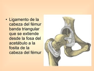 Ligamento de la cabeza del fémur banda triangular que se extiende desde la fosa del acetábulo a la fosita de la cabeza del fémur 