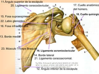 11.Ángulo superior de la escápula                   12. Ángulo inferior de la escápula 14. Borde lateral  13. Borde medial  15. Fosa supraespinosa 16. Fosa infraespinosa 17. Cuello anatómico  del húmero. 18. Cuello quirúrgico 19. Ligamento acromioclavicular 21. Ligamento coracoacromial. 20. Ligamento coracoclavicular. 23. Músculo Tríceps Braquial  22. Labio glenoideo. 