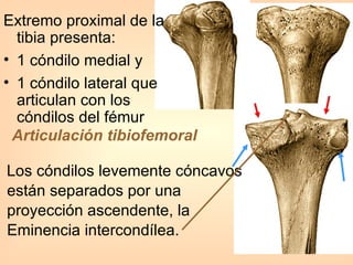 Extremo proximal de la tibia presenta: 1 cóndilo medial y  1 cóndilo lateral que articulan con los cóndilos del fémur Los cóndilos levemente cóncavos están separados por una proyección ascendente, la Eminencia intercondílea. Articulación tibiofemoral   