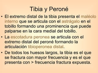 El extremo distal de la tibia presenta el  maléolo interno  que se articula con el  astrágalo  en el tobillo formando una prominencia que puede palparse en la cara medial del tobillo. La  escotadura peronea  se articula con el extremo distal del peroné formando la articulación  tibioperonea distal .  De todos los huesos largos, la tibia es el que se fractura con mayor frecuencia y es el que presenta con > frecuencia fractura expuesta. Tibia y Peroné 