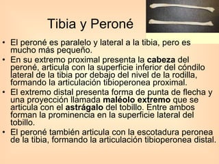 Tibia y Peroné El peroné es paralelo y lateral a la tibia, pero es mucho más pequeño.  En su extremo proximal presenta la  cabeza  del peroné, articula con la superficie inferior del cóndilo lateral de la tibia por debajo del nivel de la rodilla, formando la articulación tibioperonea proximal.  El extremo distal presenta forma de punta de flecha y una proyección llamada  maléolo extremo  que se articula con el  astrágalo  del tobillo. Entre ambos forman la prominencia en la superficie lateral del tobillo.  El peroné también articula con la escotadura peronea de la tibia, formando la articulación tibioperonea distal.  