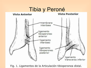 Tibia y Peroné 