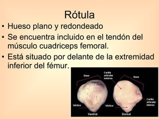 Rótula Hueso plano y redondeado  Se encuentra incluido en el tendón del músculo cuadriceps femoral.  Está situado por delante de la extremidad inferior del fémur.   