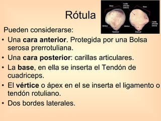 Rótula Pueden considerarse: Una  cara anterior . Protegida por una Bolsa serosa prerrotuliana.  Una  cara posterior : carillas articulares.  La  base , en ella se inserta el Tendón de cuadriceps.  El  vértice  o ápex en el se inserta el ligamento o tendón rotuliano.  Dos bordes laterales.  