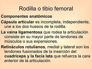 Componentes anatómicos   Cápsula articular  es incompleta, independiente, une a los dos huesos de la rodilla.  La vaina ligamentosa  que rodea la articulación consiste en su mayor parte de tendones de músculos o sus expansiones. Retináculos rotulianos , medial y lateral son los tendones fusionados de la inserción del  cuadriceps y la facia lata  que refuerza la cara anterior de la articulación. Rodilla o tibio femoral 