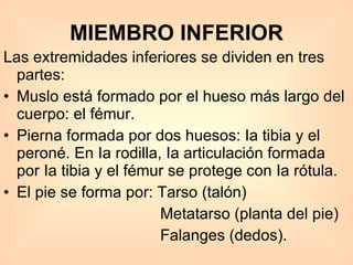 MIEMBRO INFERIOR Las extremidades inferiores se dividen en tres partes:  Muslo está formado por el hueso más largo del cuerpo: el fémur.  Pierna formada por dos huesos: Ia tibia y el peroné. En Ia rodilla, Ia articulación formada por Ia tibia y el fémur se protege con Ia rótula. El pie se forma por: Tarso (talón) Metatarso (planta del pie)  Falanges (dedos). 