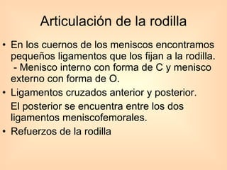 Articulación de la rodilla En los cuernos de los meniscos encontramos pequeños ligamentos que los fijan a la rodilla.  - Menisco interno con forma de C y menisco externo con forma de O.  Ligamentos cruzados anterior y posterior.  El posterior se encuentra entre los dos ligamentos meniscofemorales.  Refuerzos de la rodilla  