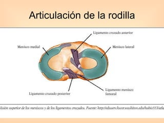 Articulación de la rodilla 