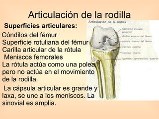 Articulación de la rodilla Superficies articulares:   Cóndilos del fémur  Superficie rotuliana del fémur Carilla articular de la rótula  Meniscos femorales La rótula actúa como una polea, pero no actúa en el movimiento de la rodilla.  La cápsula articular es grande y laxa, se une a los meniscos. La sinovial es amplia. 
