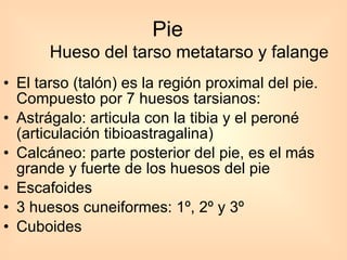 Pie El tarso (talón) es la región proximal del pie. Compuesto por 7 huesos tarsianos: Astrágalo: articula con la tibia y el peroné (articulación tibioastragalina) Calcáneo: parte posterior del pie, es el más grande y fuerte de los huesos del pie Escafoides 3 huesos cuneiformes: 1º, 2º y 3º Cuboides  Hueso del tarso metatarso y falange 